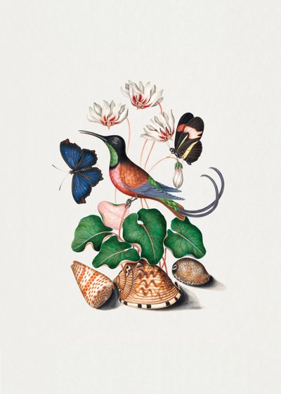 Kolibri av James Bolton