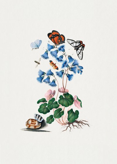 Dvärgprimula av James Bolton