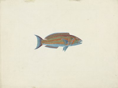 En fisk, El Hudderi Imbo (gouache över grafit på papper) av James Bruce