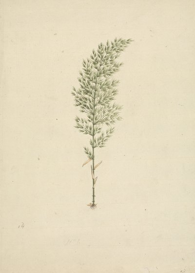 Arundinaria alpin K. Schum. (African Bamboo): färdig ritning av vana med rötter av James Bruce