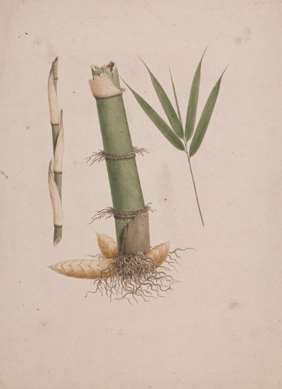 Arundinaria alpina K. Schum. (African Bamboo): färdig ritning av sektioner av stjälk och av skott med löv av James Bruce
