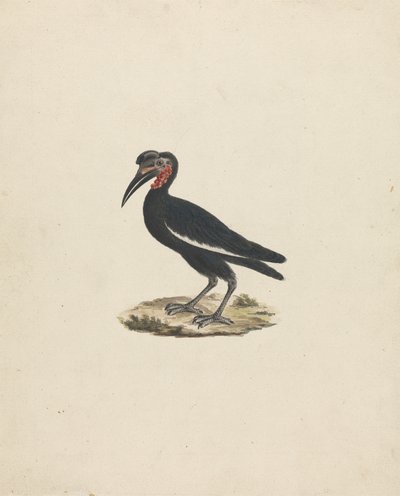 Bocorvus abyssinicus (Abyssinisk marknuthornsfågel) av James Bruce
