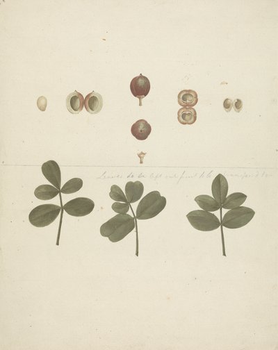 Commiphora gileadensis (L.) C. Chr. (Gileadbalsam, Opobalsam): färdig teckning av frukt, dissekerade frukter och löv av James Bruce