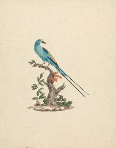 Coracias abyssinicus (Abyssinian Roller) av James Bruce