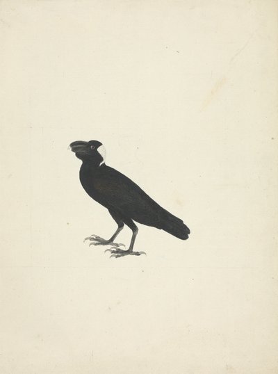 Corvs crassirostris (tjocknäbbad korp) av James Bruce