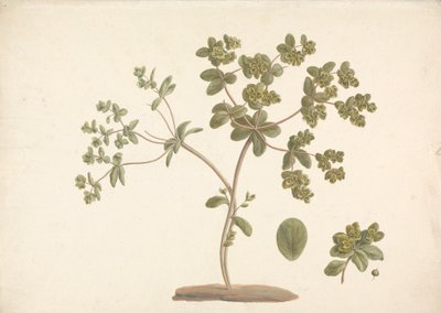 Euphorbia helioscopia L. (Sun Spurge): färdig teckning av blommande växt med detaljer om blommor och blad och frukt av James Bruce
