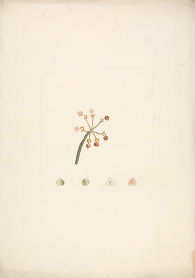 Euphorbia nubica N.E. Br. (Nubian Spurge): färdig teckning av blommande och fruktskott, med detaljer om blomdissektioner av James Bruce