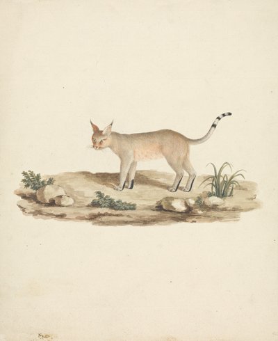Startat Lynx av James Bruce