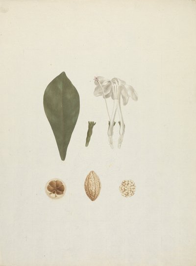 Gardenia ternifolia Schum.& Thonn. (Jovis-Tonantis): färdig ritning med ytterligare detalj av frukt av James Bruce