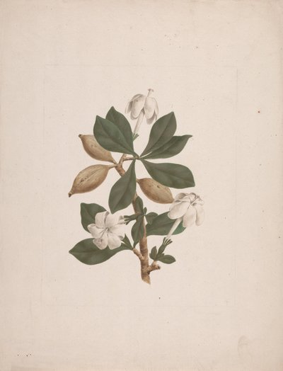 Gardenia ternifolia Schum.& Thonn. (Wild Gardenia): färdig teckning av James Bruce