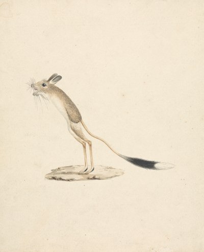 Jerboa av James Bruce