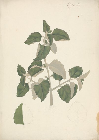 Labiatae (obestämd art): färdig teckning av ett lummigt skott, utan blommor av James Bruce