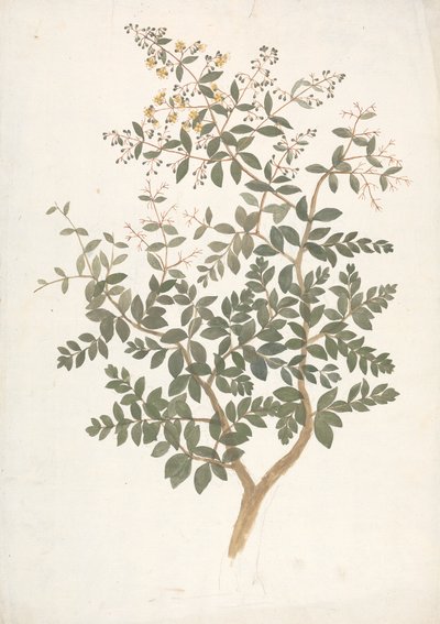 Lawsonia inermis L. (Henna): färdig teckning av ett blommande lövskott av James Bruce