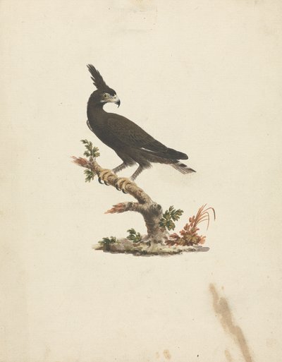 Lophaetus occipitalis (långkrönad örn) av James Bruce