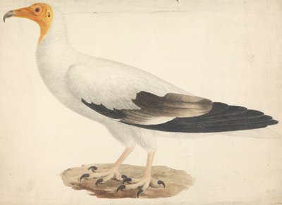 Neophron percnopterus (egyptisk gam) av James Bruce