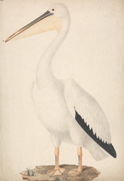 Pelecanus onocrotalus (stor vit pelikan) av James Bruce
