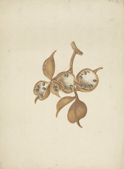 Sterculia africana (Lour.) Fiori: färdig teckning av stam med fröskidor, några öppna visar frön av James Bruce