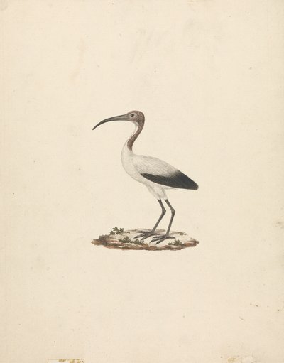 Threskiornis ethiopicus (African Sacred Ibis) av James Bruce