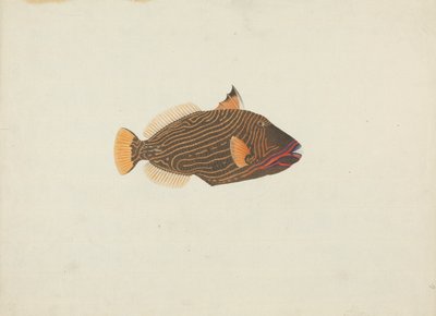 Oidentifierad fisk av James Bruce