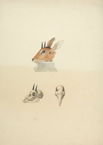 Oidentifierad Madoqua (Dik-dik): studie av huvud och skalle av James Bruce