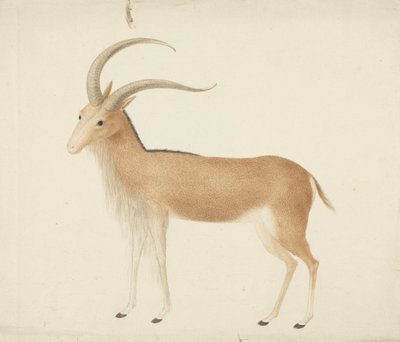 Oidentifierad hovdjur av James Bruce