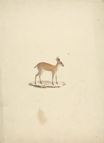 Oidentifierad madogua (Dik-dik) av James Bruce