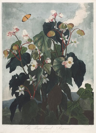 Florans tempel, eller naturens trädgård: Den Obique-bladiga Begonia av James Caldwall