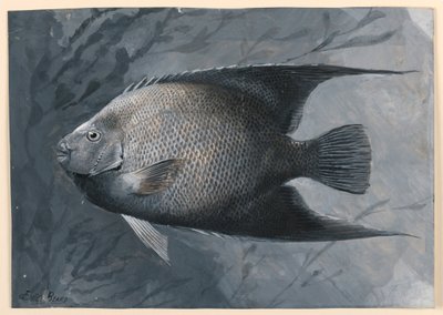 Ängelfisk av James Carter Beard