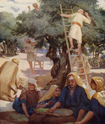 Olive Yard av James Clark