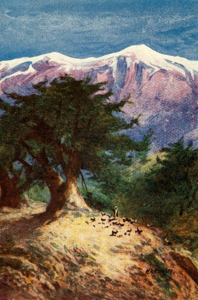 Libanons cedrar - Matt. xii. 33, c1924. Skapare: James Clark, Henry A Harper. av James Clark and Henry A Harper