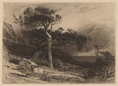 Old Cedars, Coast of Maine av James David Smillie