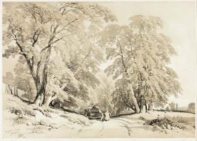 Ask, från Parken och skogen av James Duffield Harding