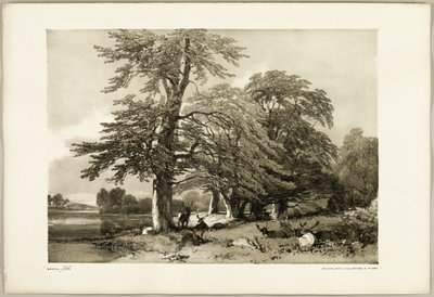Bok, från Parken och skogen av James Duffield Harding
