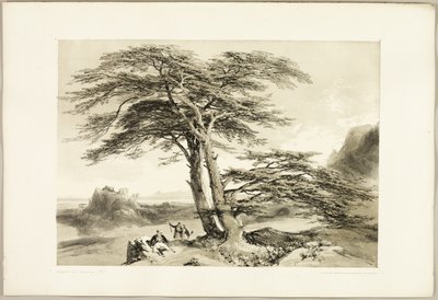 Cederträd från Libanon, från Parken och skogen av James Duffield Harding
