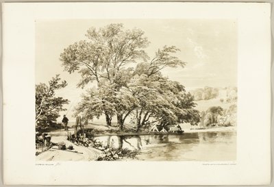 Common Willow, från Parken och Skogen av James Duffield Harding