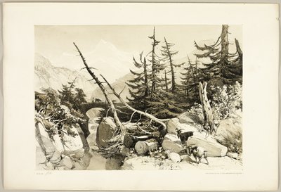 Lärk, från Parken och Skogen av James Duffield Harding