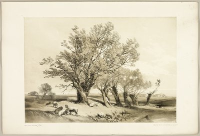 Pollard Willow, från Parken och skogen av James Duffield Harding