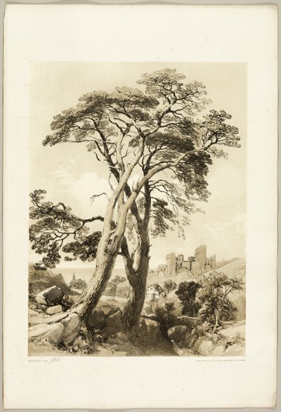 Scotch Fir, från The Park and the Forest av James Duffield Harding