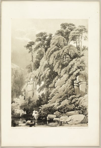 Wych Elm and Firs, från The Park and the Forest av James Duffield Harding