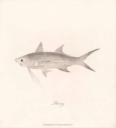 Binny av James Heath