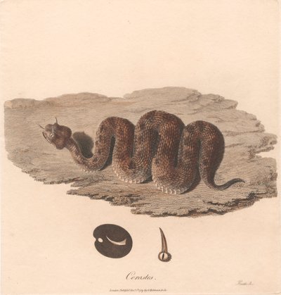 Cerastes av James Heath
