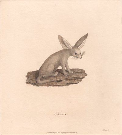 Fennec av James Heath