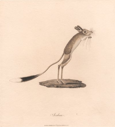 Jerboa av James Heath