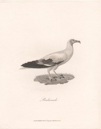 Rachamah av James Heath