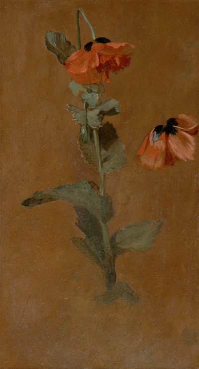 Study of Poppies, 1832 (olja och penna ombord) (efter konservering) av James Inskipp