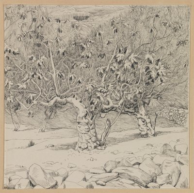 Fikonträd, Hinnoms dal, illustration från Vår Herre Jesu Kristi liv (bläck på papper) av James Jacques Joseph Tissot