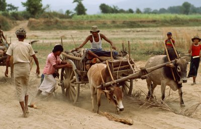 En oxkärra fastnar i det tunga dammet på en dålig väg. Byn Sebin, Burma. av James L Stanfield