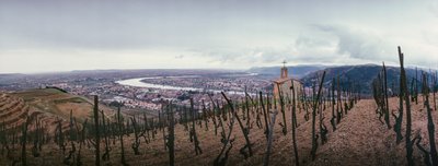 En vingård med utsikt över staden och floden Rhône. SOCIETE PAUL JABOULET AINE VIN... av James L Stanfield