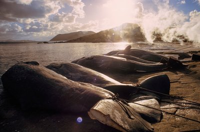 Slaktade valar ligger på stranden efter en jakt. FRENCHMAN BAY NÄRA ALBANY, VÄST... av James L Stanfield