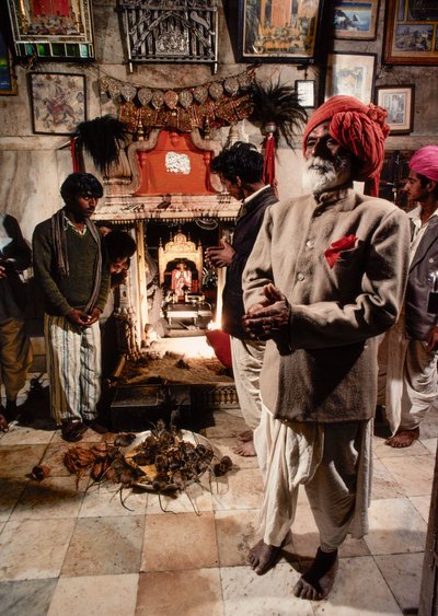 Heliga råttor bor i Karni Mata-templet till den hinduiska gudinnan Bhagwati Karniji i Deshnoke, Rajasthan, Indien av James L Stanfield
